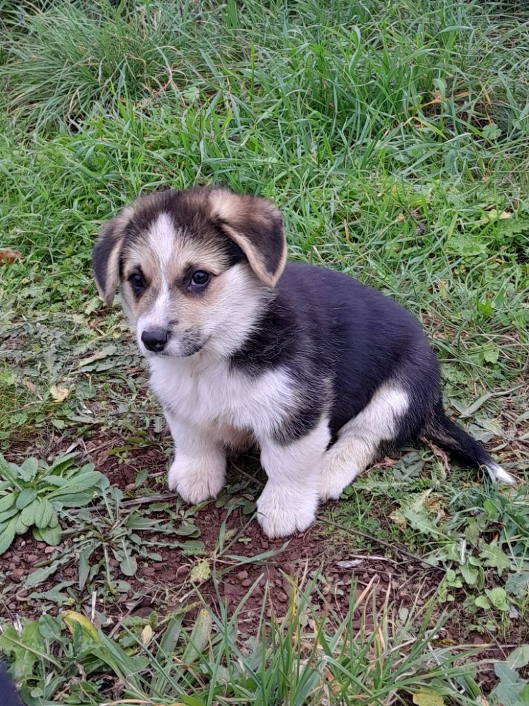 De La Vallée Du Possible - Chiot disponible  - Welsh Corgi Pembroke