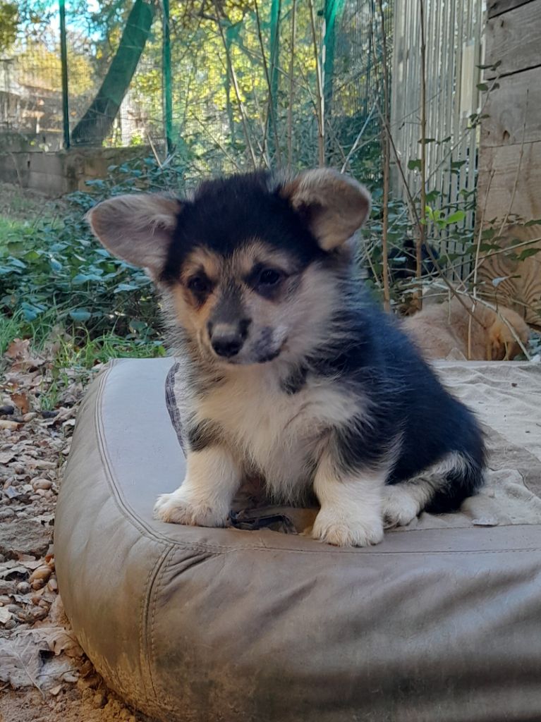 De La Vallée Du Possible - Chiot disponible  - Welsh Corgi Pembroke