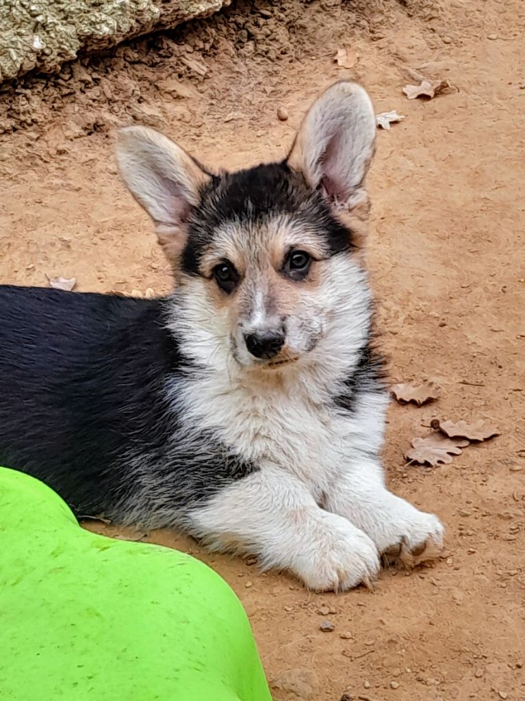 De La Vallée Du Possible - Chiot disponible  - Welsh Corgi Pembroke