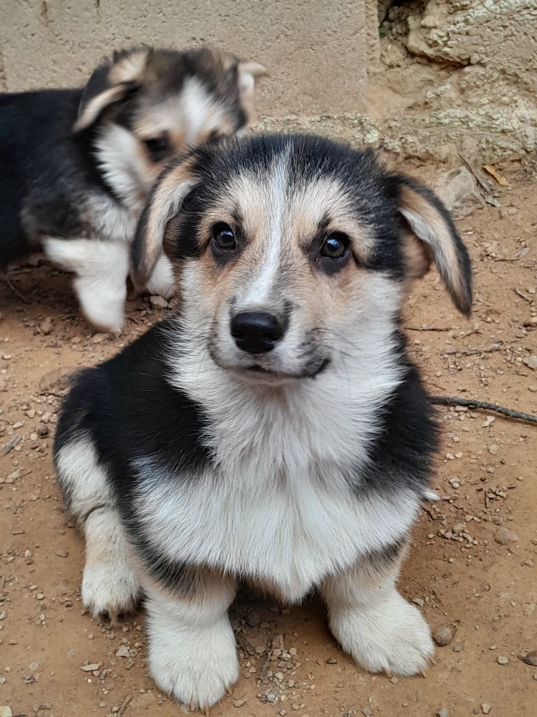 De La Vallée Du Possible - Chiot disponible  - Welsh Corgi Pembroke