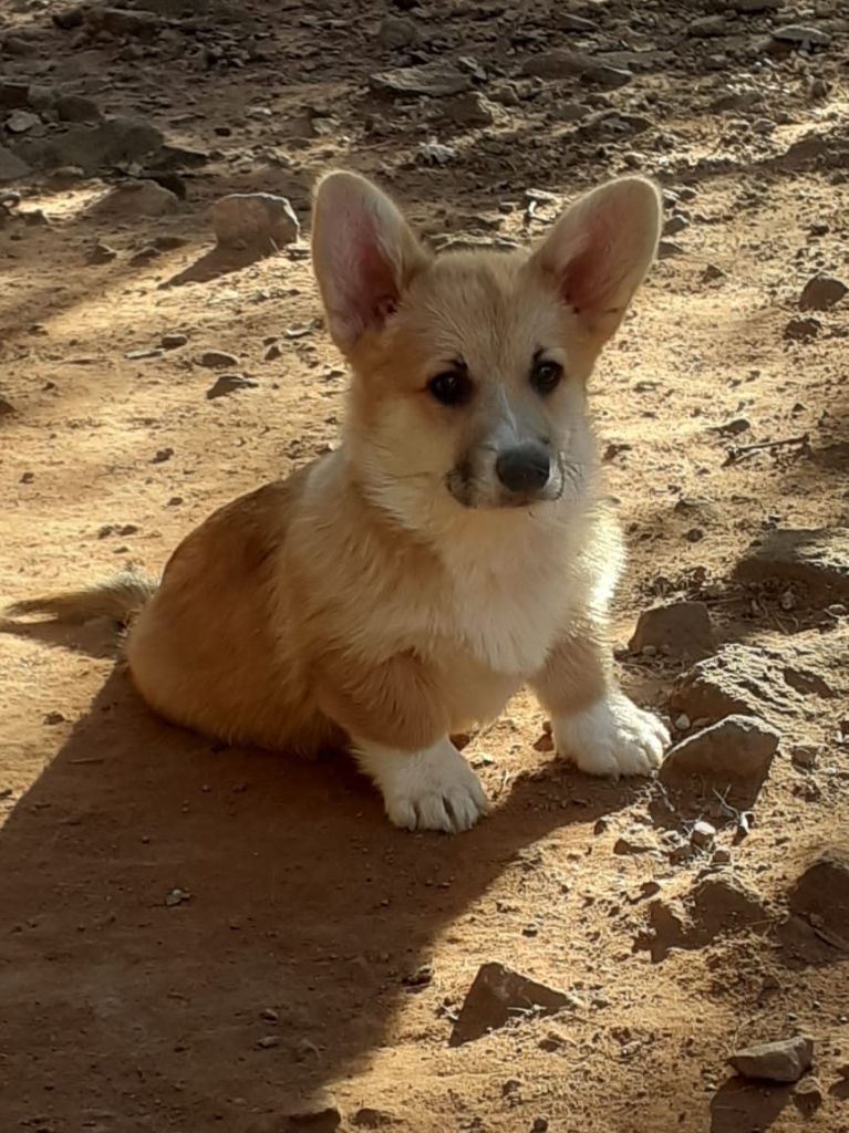 De La Vallée Du Possible - un superbe chiot disponible