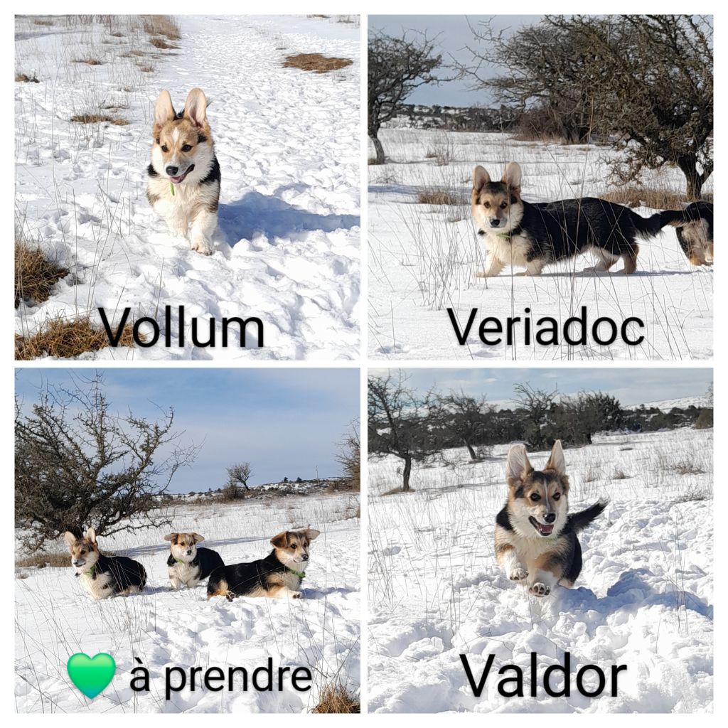 De La Vallée Du Possible - ??Chiots disponibles ??
