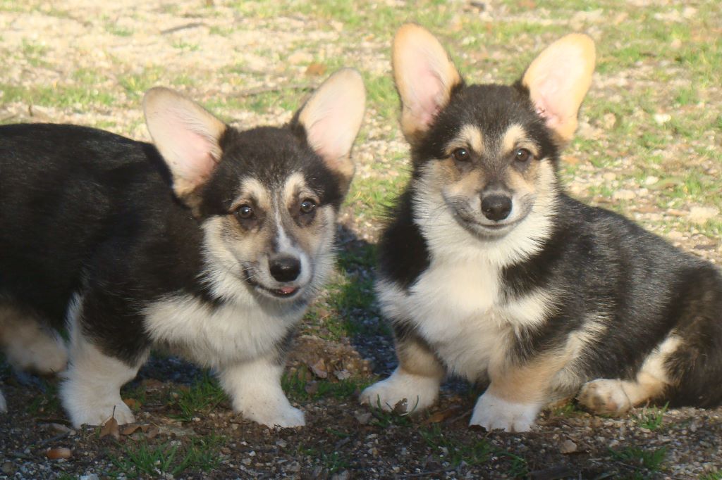 Chiot Welsh Corgi Pembroke De La Vallée Du Possible