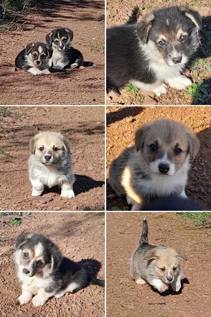 Chiot Welsh Corgi Pembroke De La Vallée Du Possible